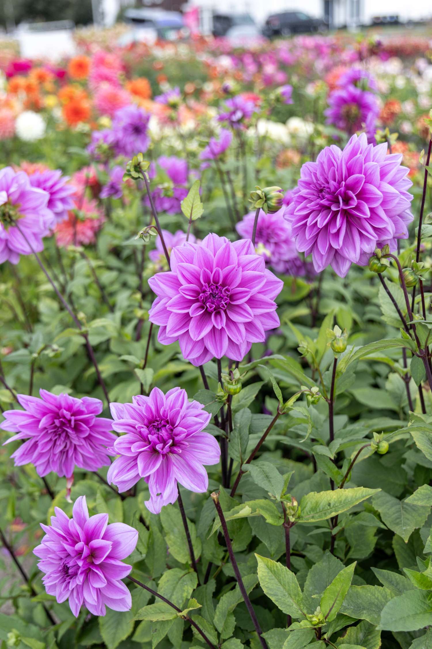 Daalia 'Lilac Time'